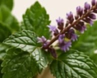 Patchouli